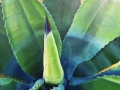 Century Plant     Oil on Canvas, 24" x 30"