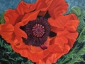 Red-Poppy