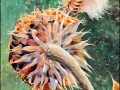 Senior Thistles      Monotype, OIl on Paper   30" x 40"