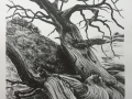 Canyon Juniper - lithograph, 12" x 16"