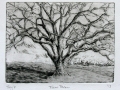 Texas Pecan - aqua tint, 8" x 10"